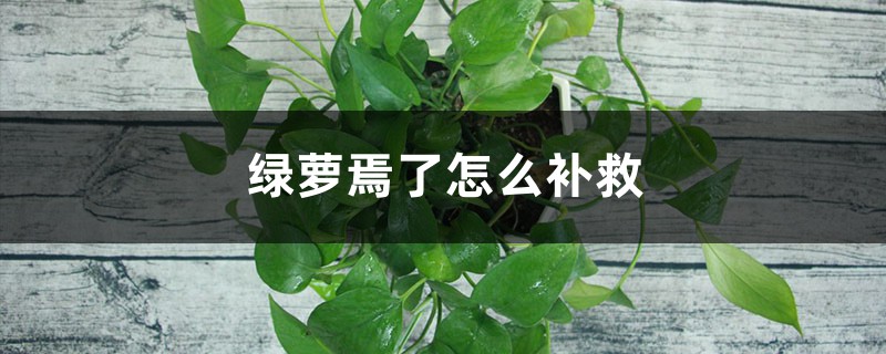 绿萝蔫了怎么补救