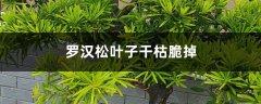 罗汉松叶子干枯脆掉怎么办