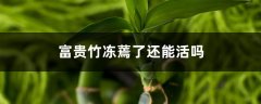 富贵竹冻蔫了还能活吗，富贵竹断了还能活吗