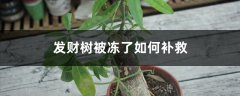 发财树被冻了如何补救