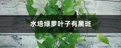 水培绿萝叶子有黑斑怎么回事