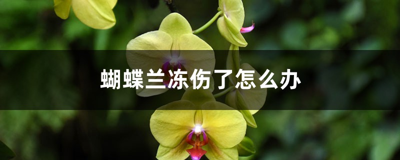 蝴蝶兰冻伤了怎么办