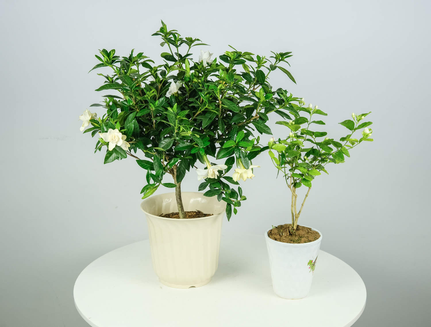栀子花 栀子花