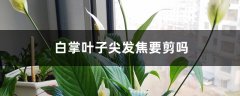 白掌叶子尖发焦要剪吗