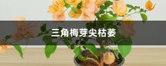 三角梅芽尖枯萎的原因