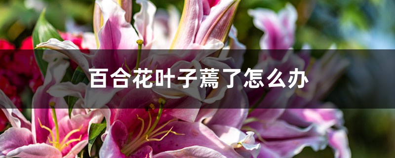 百合花叶子蔫了怎么办