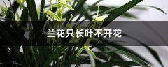 兰花只长叶不开花怎么回事