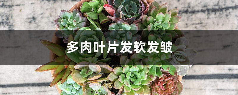 多肉叶片发软发皱怎么办 多肉叶片发软发皱怎么办