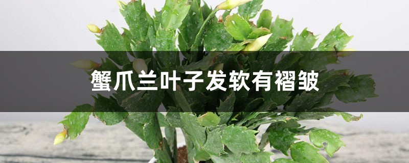 蟹爪兰叶子发软有褶皱怎么办 蟹爪兰叶子发软有褶皱怎么办