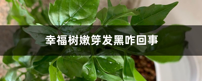 幸福树嫩芽发黑怎么回事