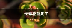 长寿花剪秃了还发芽吗