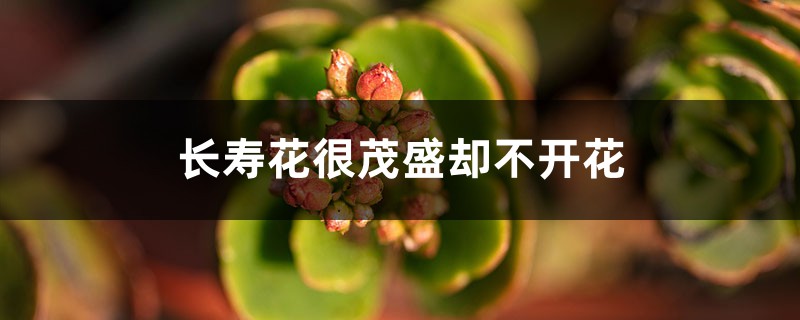 为什么长寿花很茂盛却不开花