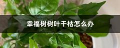 幸福树树叶干枯怎么办