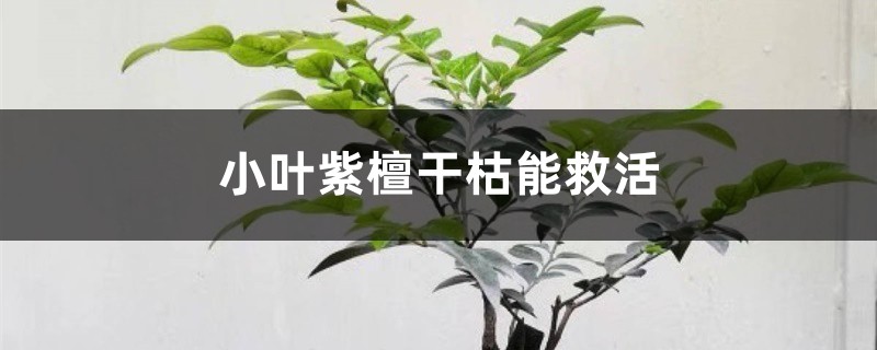 小叶紫檀干枯能救活吗