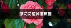 茶花花苞掉落原因是什么