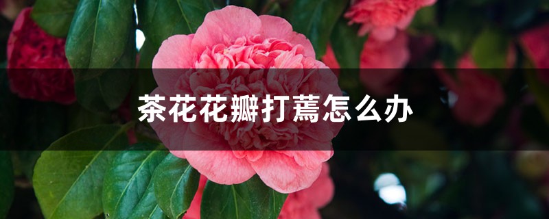 茶花花瓣打蔫怎么办