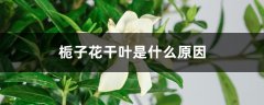 栀子花干叶是什么原因