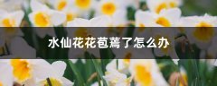 水仙花花苞蔫了怎么办