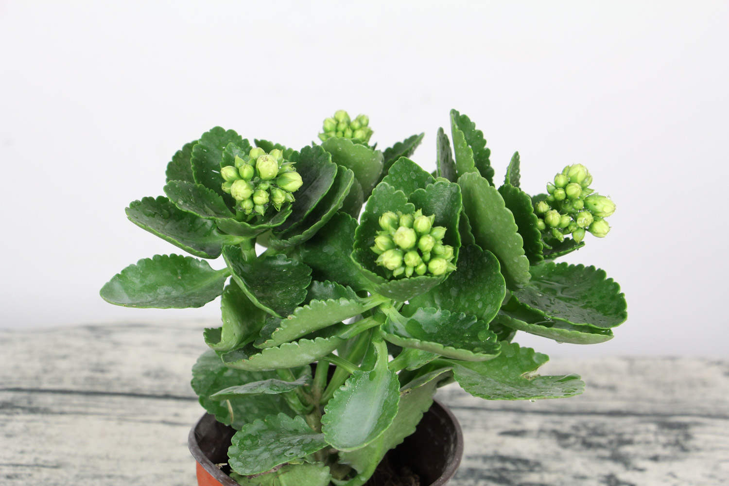 长寿花 长寿花