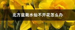 北方盆栽水仙不开花怎么办