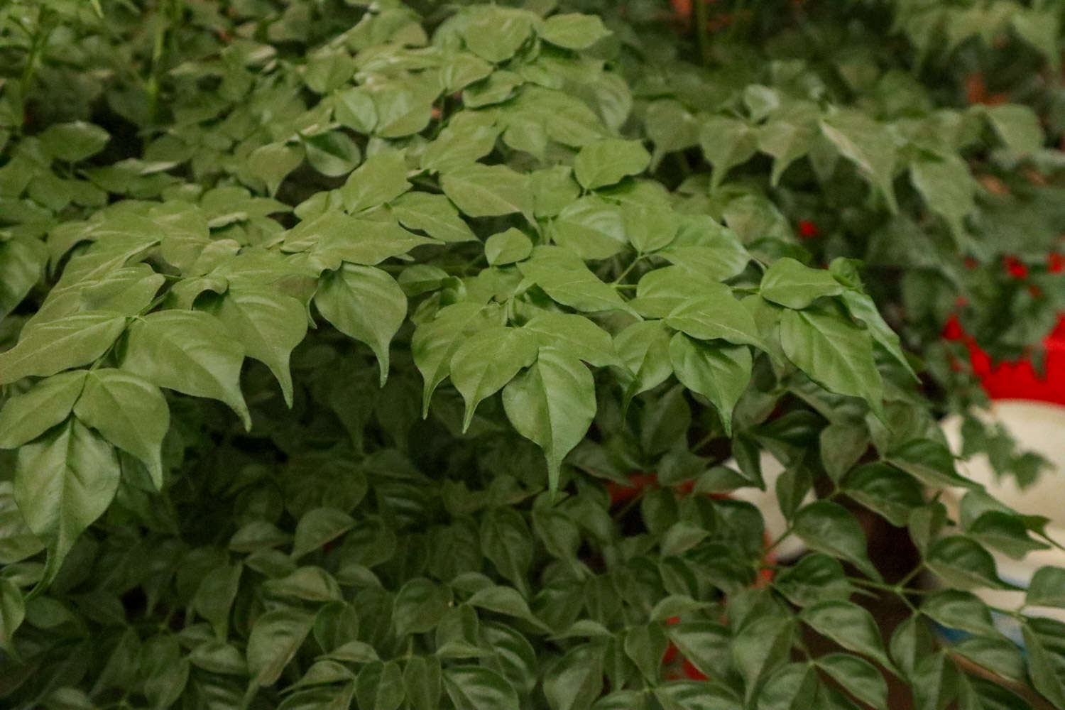 幸福树 幸福树