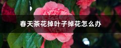 春天茶花掉叶子掉花怎么办