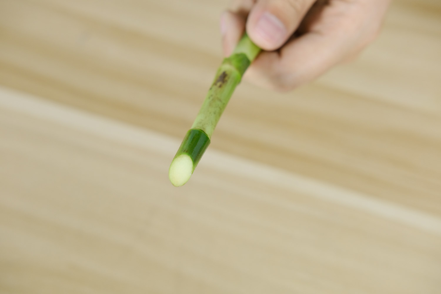 富贵竹 富贵竹