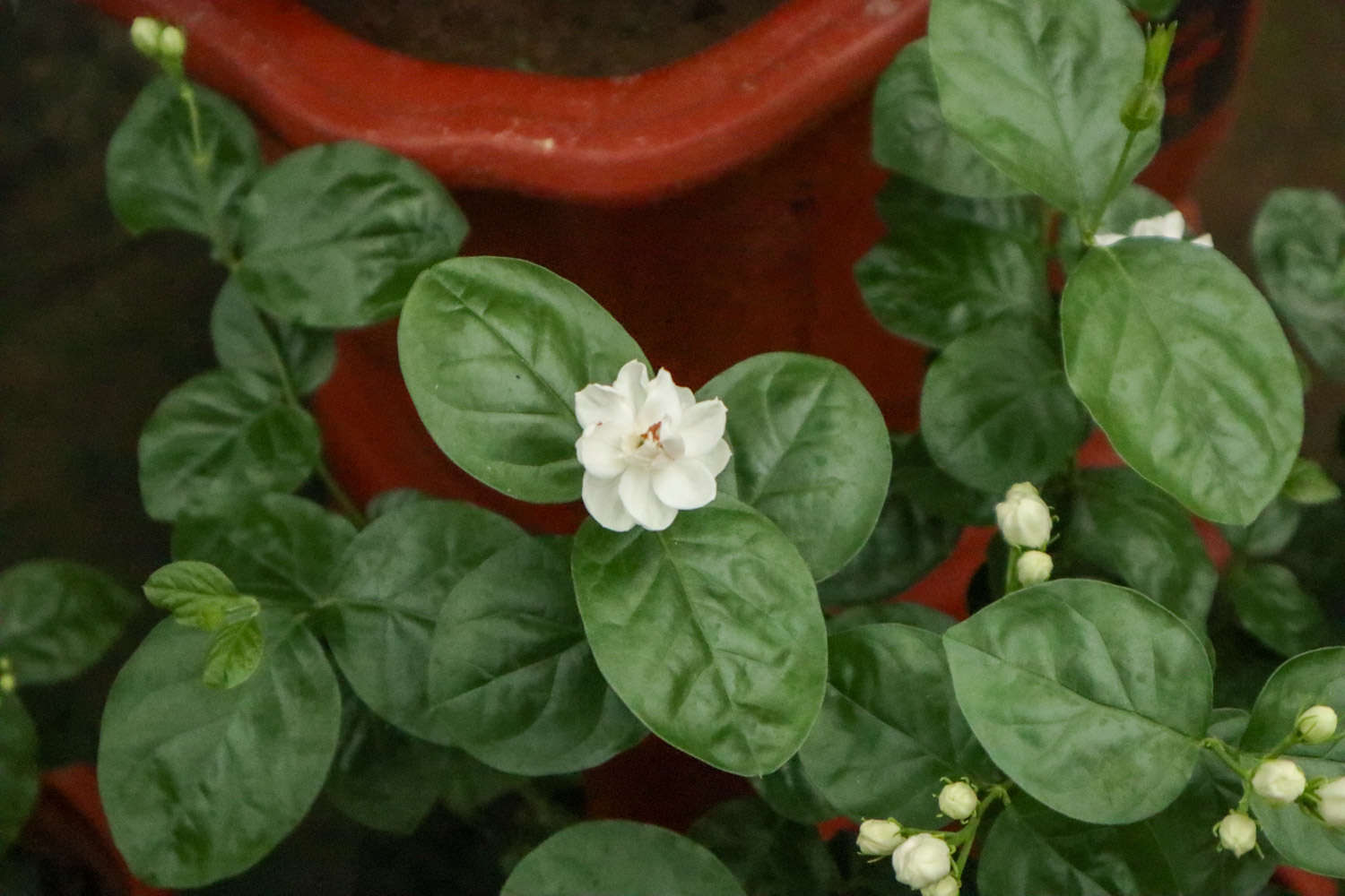 茉莉 茉莉