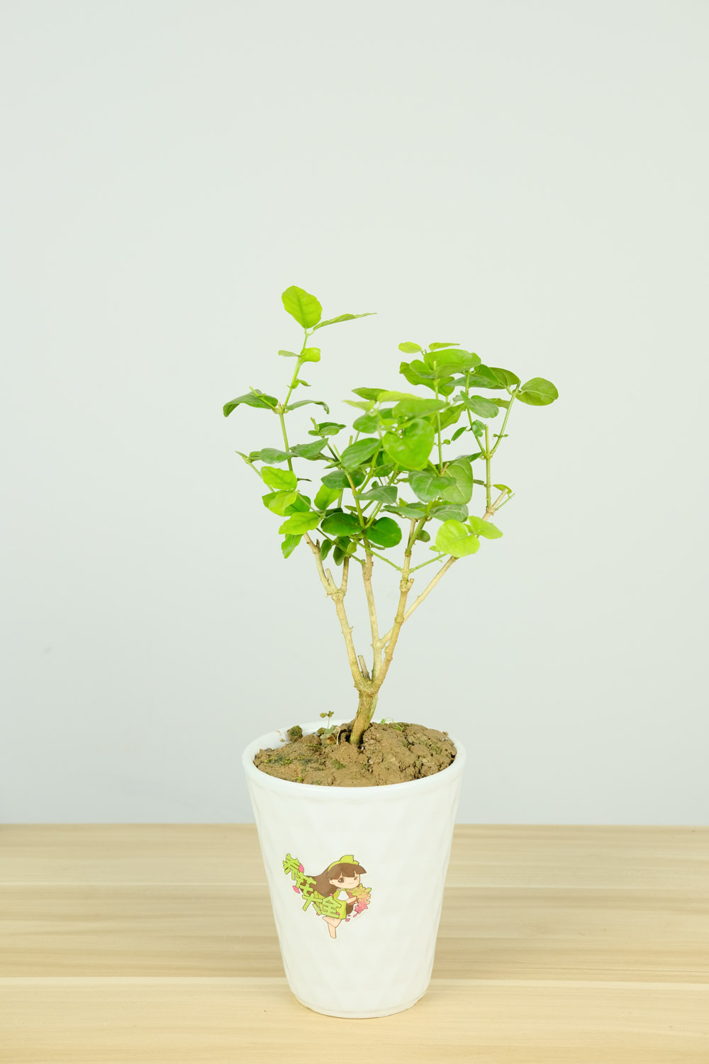 茉莉 茉莉