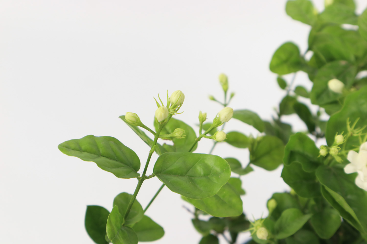 茉莉 茉莉