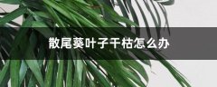 刚买回来的散尾葵叶子干枯怎么办