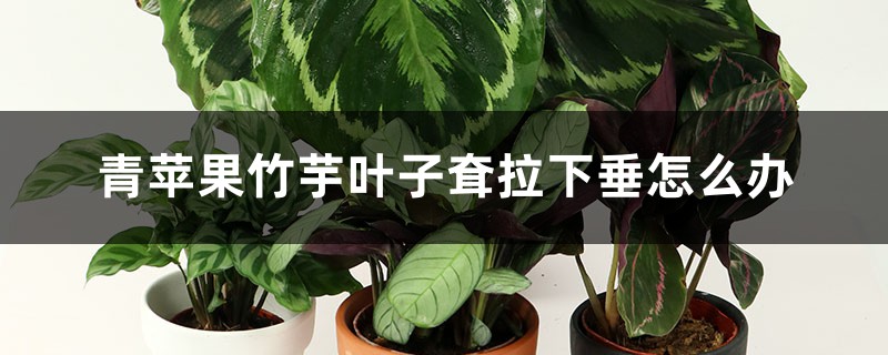 青苹果竹芋叶子耷拉下垂怎么办 青苹果竹芋叶子耷拉下垂怎么办