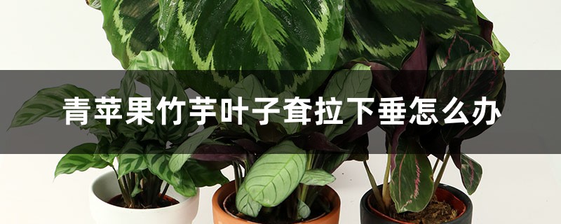 青苹果竹芋叶子耷拉下垂怎么办