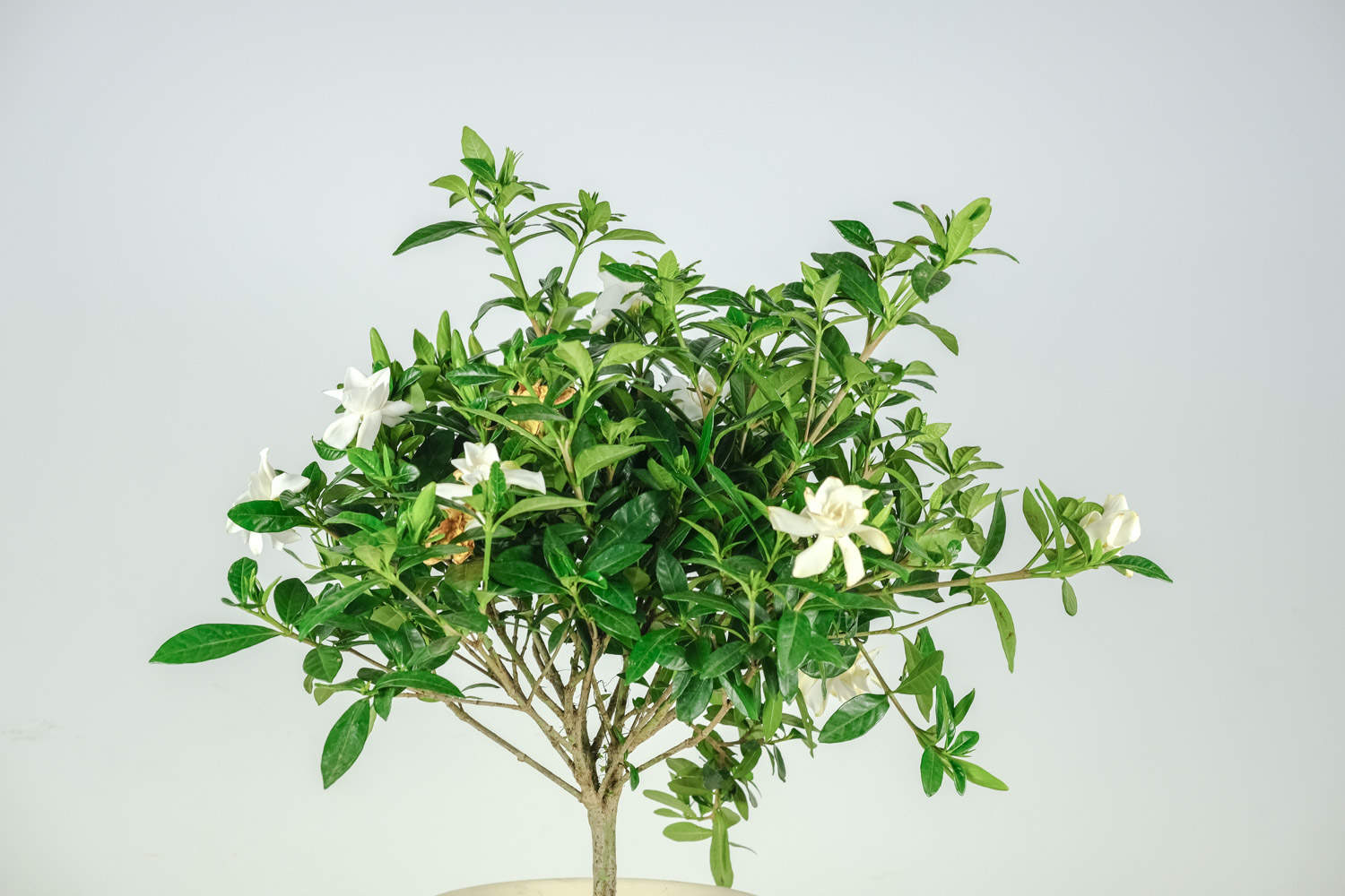 栀子花 栀子花