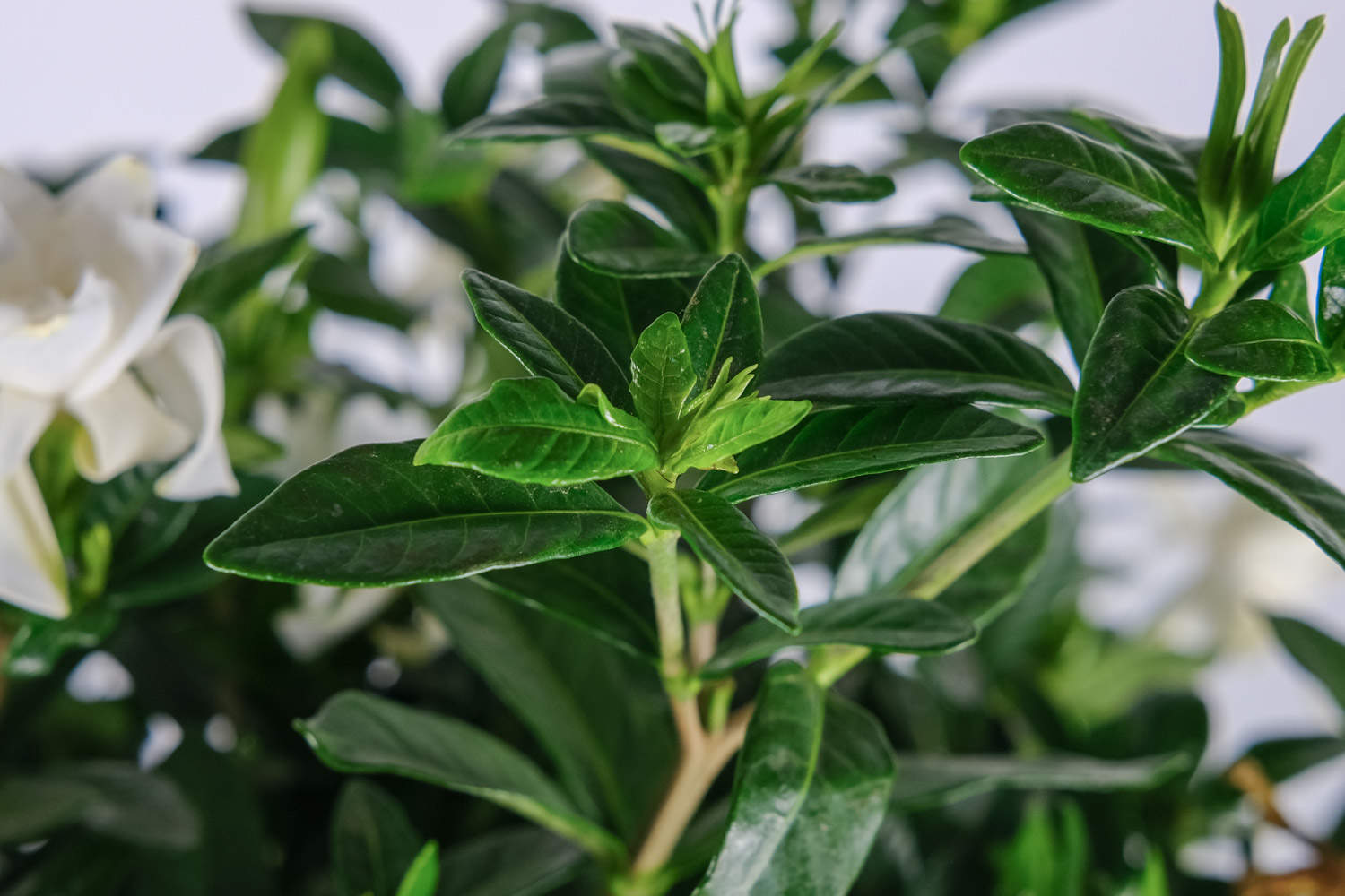 栀子花 栀子花