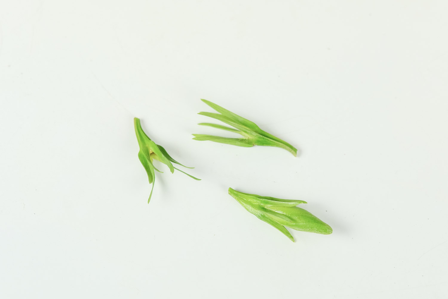 栀子花 栀子花