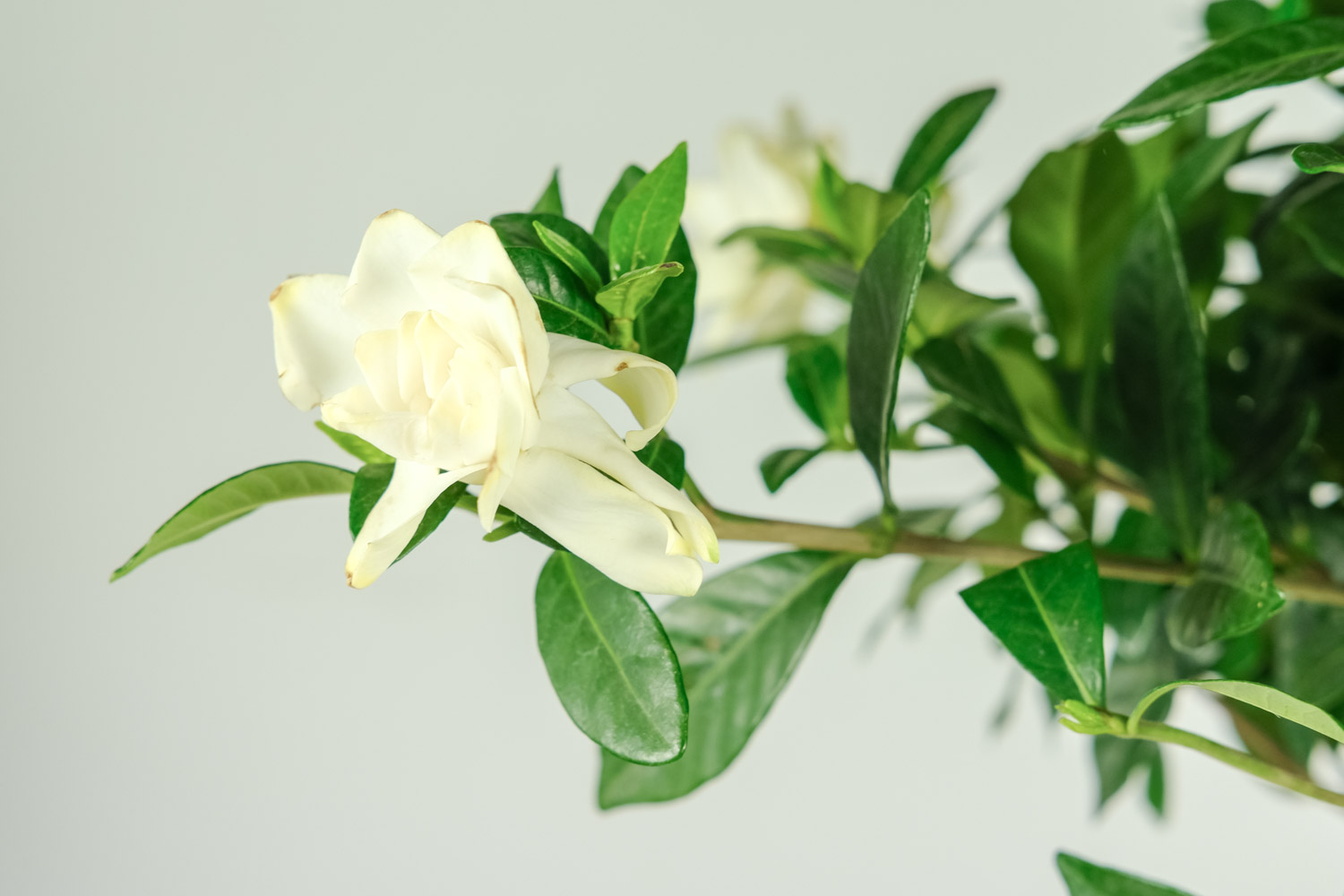 栀子花 栀子花