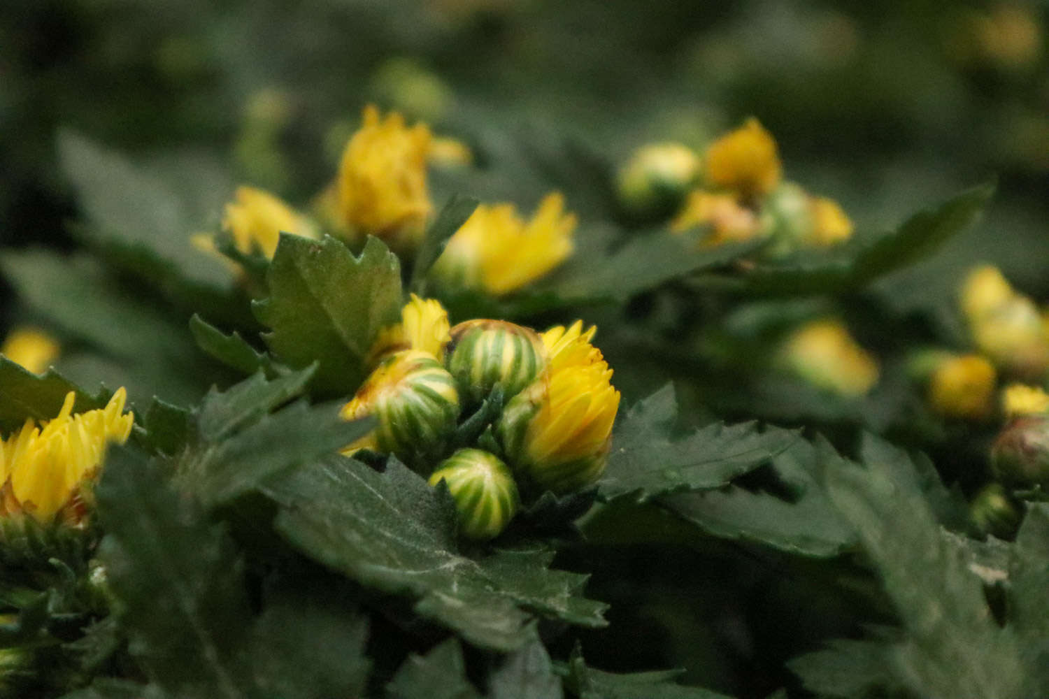 菊花 菊花