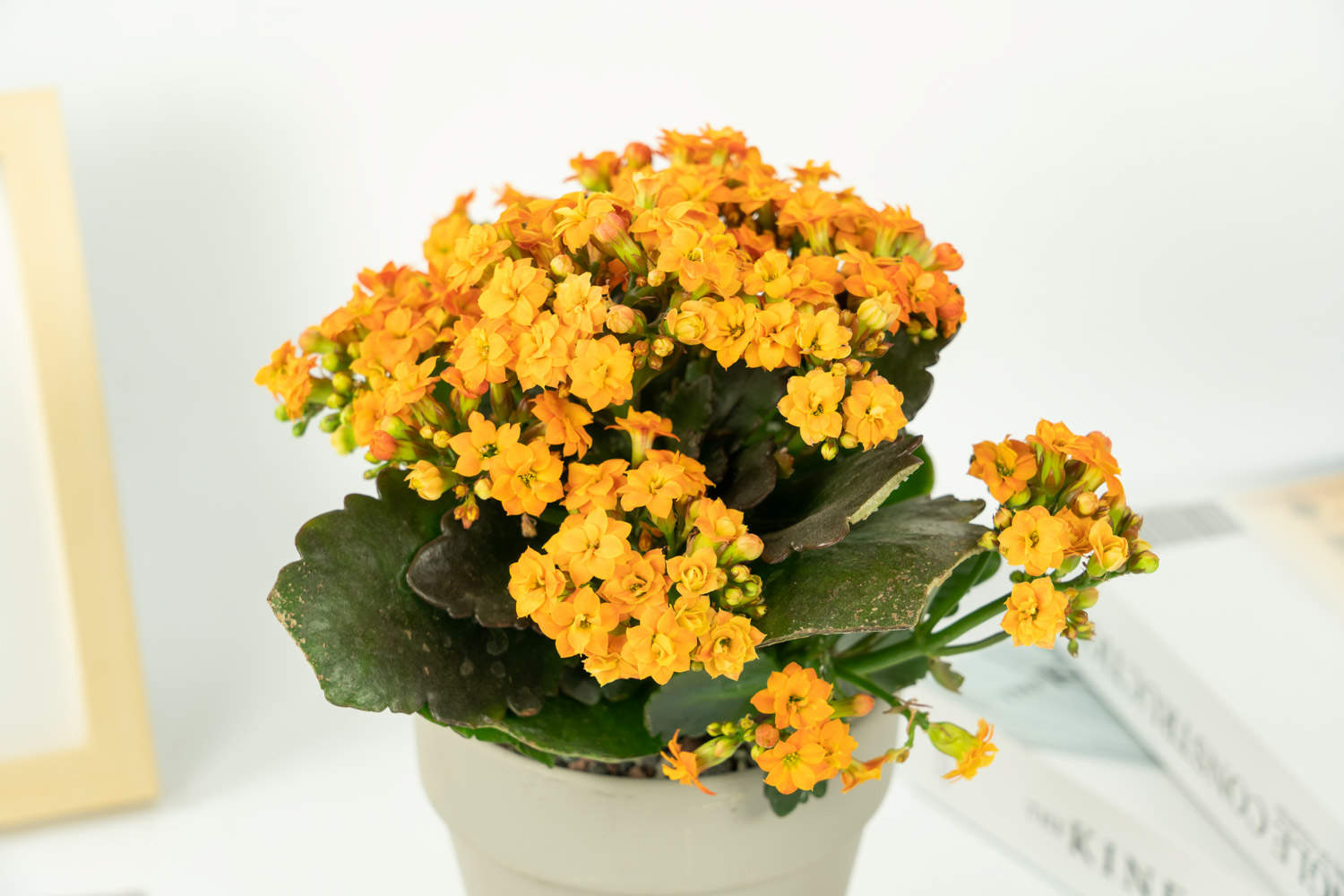 长寿花 长寿花
