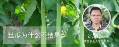 丝瓜为什么不结果