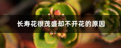 长寿花很茂盛却不开花的原因