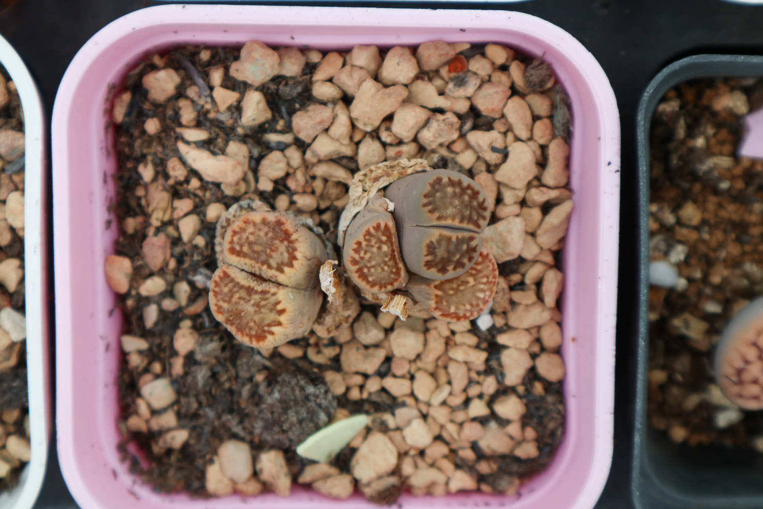 生石花 生石花