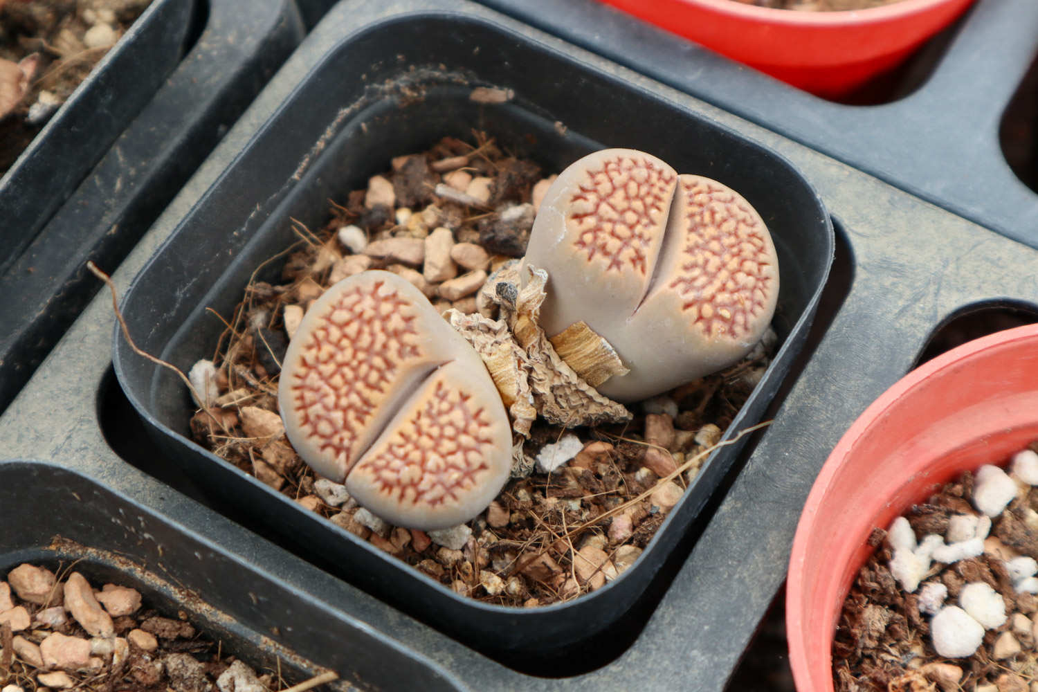 生石花 生石花