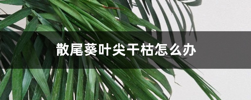 散尾葵叶尖干枯怎么办 散尾葵叶尖干枯怎么办