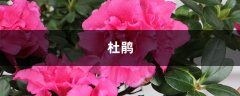 杜鹃花“掉叶”怎么办？做好这5点，盆盆开花满枝头！