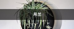 我家的“吊兰”叶子发黑了，赶紧叫来邻居看看！原来竟是因为...