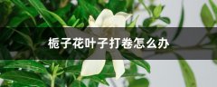 栀子花叶子打卷怎么办