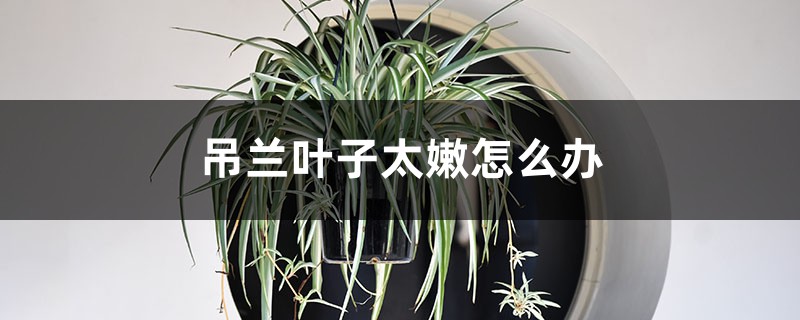 吊兰叶子太嫩怎么办