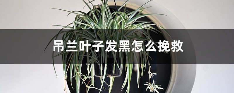 吊兰叶子发黑怎么挽救