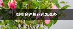 倒挂金钟掉花苞怎么办